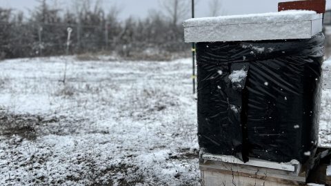 Spring Nod Why Wrap Your Beehives—and When to Unwrap in Spring - NOD Apiary ...