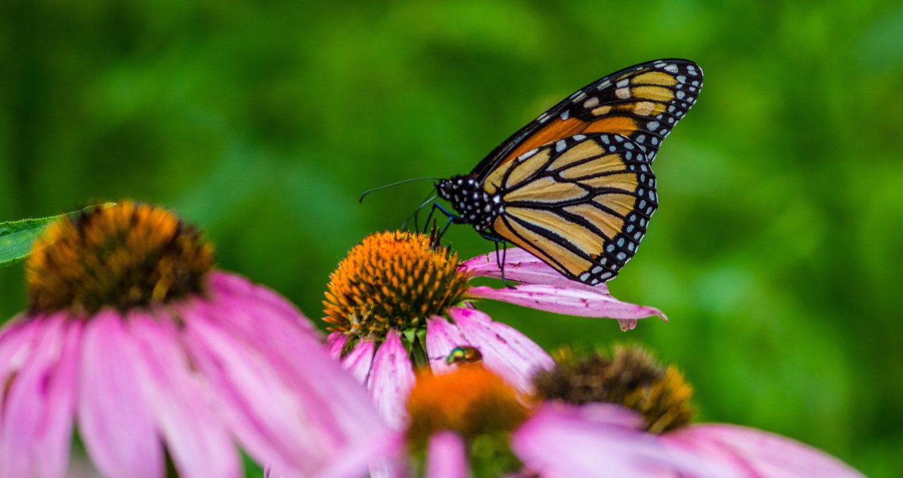 How to Benefit Pollinators in Your Yard - NOD Apiary Products Ltd.