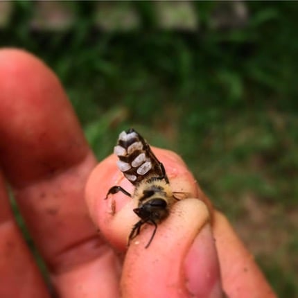 A worker bee producing beeswax with her wax glands